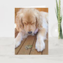 Search for frog birthday Amphibian