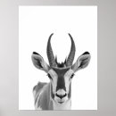 Search for pronghorns Antelope