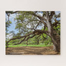 Search for live oak tree Southern live oak trees