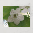 Search for pear tree postcards Nature