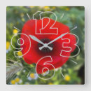 Search for poppy clocks Red