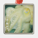 Search for coral reef christmas tree decorations Ocean