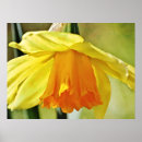 Search for daffodil art Flower