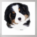 Search for berners posters Puppy