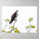 Search for talons posters Feathers