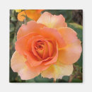 Search for apricot magnets Peach