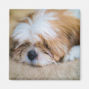 Search for shih magnets Dog
