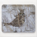 Search for asio Short eared owl