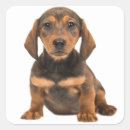 Search for dachshund love stickers Puppy