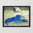 Search for funny lobster postcards Crustacean