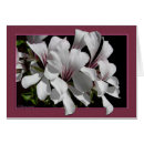 Search for pelargonium Pink