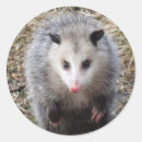 Search for possum stickers Wildlife