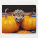 Search for pumpkin baby electronics Halloween
