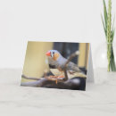 Search for finch cards Zebra