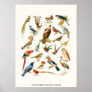Search for species posters Birds