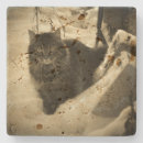 Search for eye barware Meow