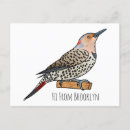 Search for flickering postcards Colaptes auratus
