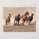 Search for plains postcards Field