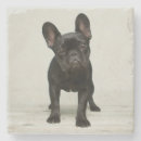 Search for bulldog coasters Baby animals