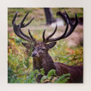 Search for deer hunting puzzles Stag