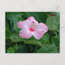 Search for hibiscus flower postcards Bloom