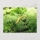 Search for banana slug California