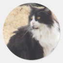 Search for cat doctor stickers Cute