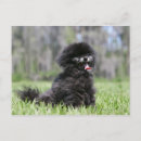 Search for spitz postcards Black