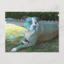Search for pitbull cards invites Pitty