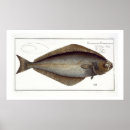 Search for halibut Andreas ludwig