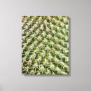 Search for macro photography Cactus