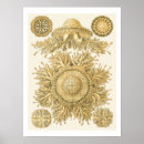 Search for creatures posters Sea