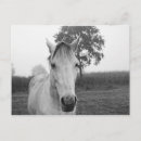 Search for black and white photography postcards Nature