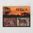 Search for big five postcards Lion