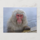 Search for japan snow postcards Wildlife