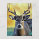 Search for wild life postcards Deer