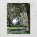 Search for olive postcards Photography