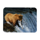 Search for brook magnets Wildlife