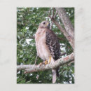 Search for red tails postcards Wild