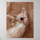 Search for yawn posters Pet