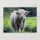 Search for cattle farming postcards Cow