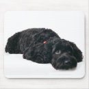 Search for black white cockapoo Cute