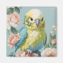 Search for parakeet magnets Cute