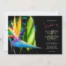 Search for black bird Bird of paradise