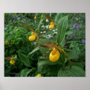 Search for slipper posters Nature