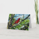 Search for red cardinal bird cards Wildlife