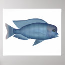 Search for blue dolphins posters Fish