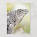 Search for large postcards Shells