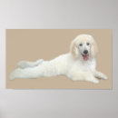 Search for standard poodle posters Poodles