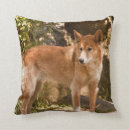 Search for dingo Wild